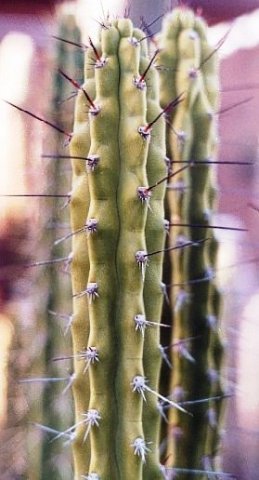 Corryocactus_aticensis